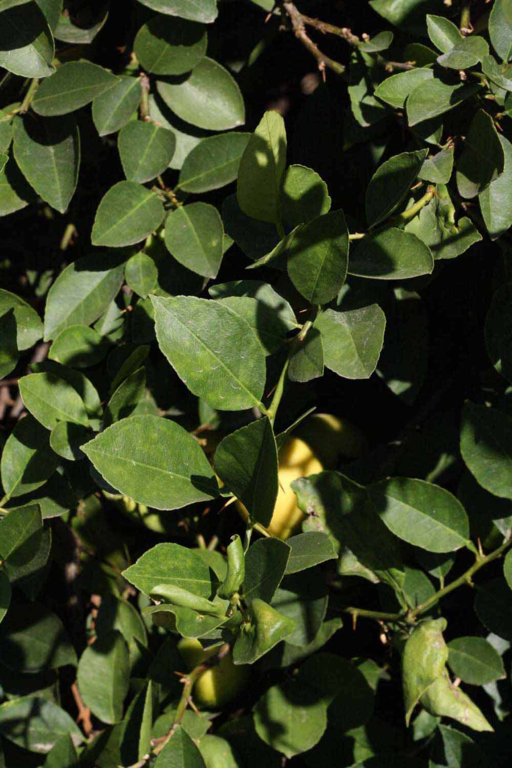              Sun leaves (Riverside, CA)       